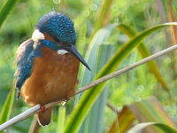Kingfisher