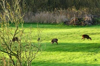 Muntjac Deer