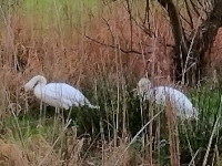 Swans on bank