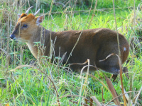 Muntjac Deer