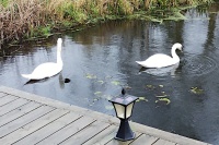 Swans in the water