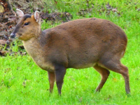 Muntjac Deer
