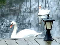 Swans in the water