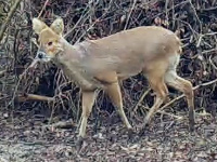 Chinese Water Deer