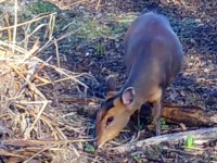 Muntjac Deer