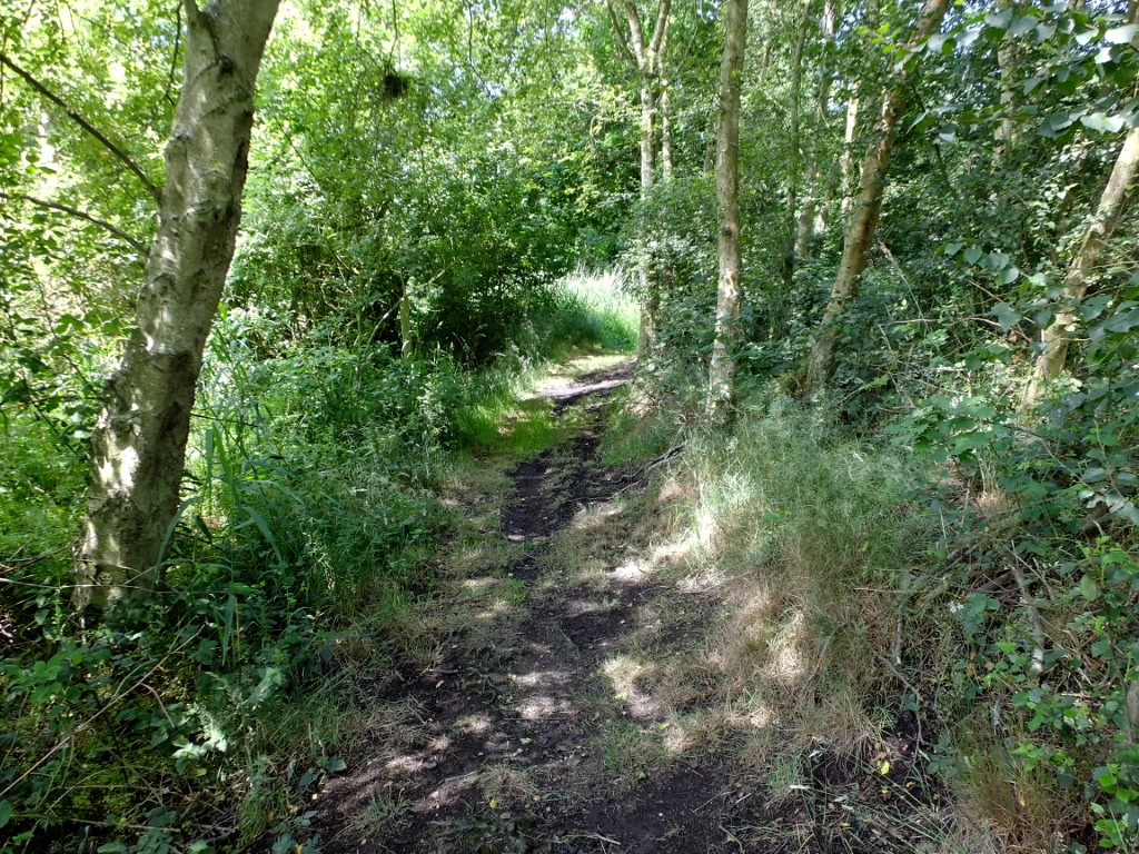 Behind The Ruston Bench