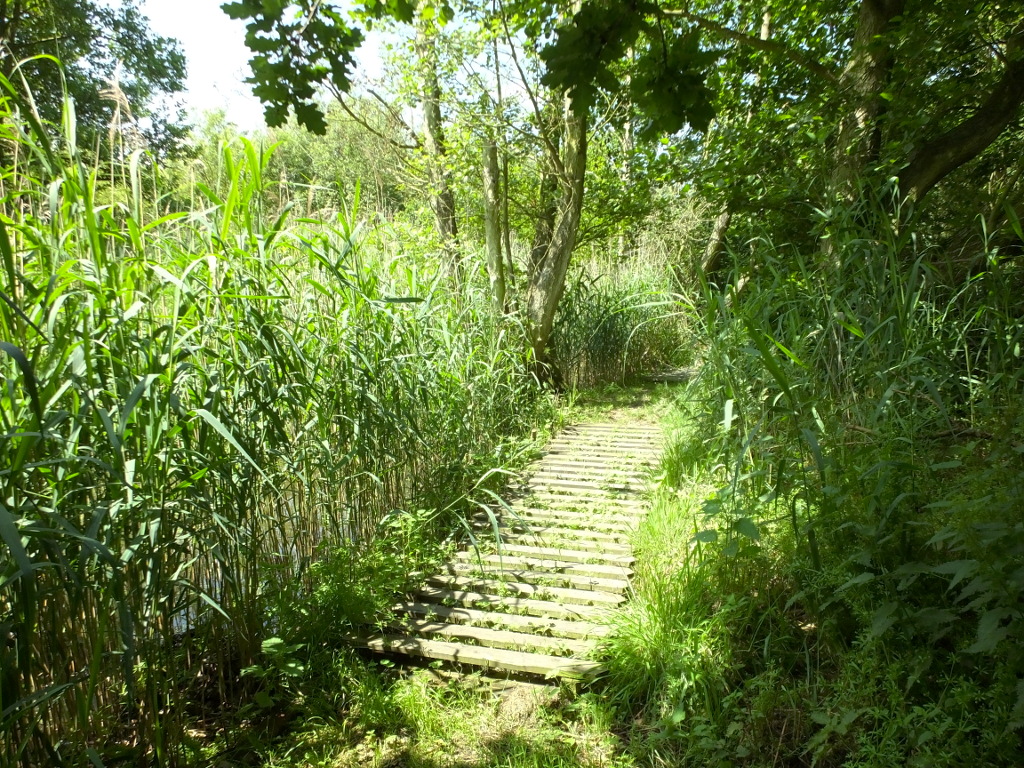 Temporary Board Walk