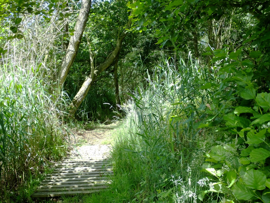 Temporary Board Walk