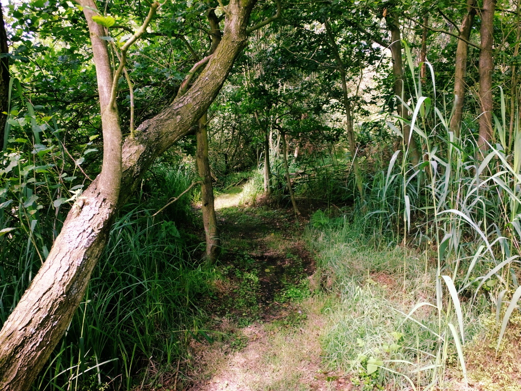 Beyond the Board Walk