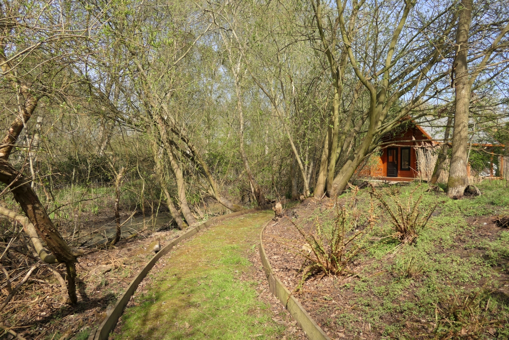 Beside The Large Fern